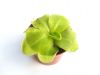 Przykladowa roslina sprzedawana/ plant for sale example 